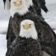 11 Famous Types Of Eagles In The World