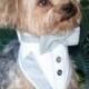 Dog Tuxedo, Dog Wedding Attire, Dog Tux, Dog Formal Wear, Tuxedo Dog Collar, Gray and White Tuxedo, Boy Wedding Clothes