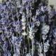 250 STEMS of Dried English Lavender 8-12" Long Weddings Decor Crafts Bouquets, Bunches