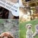 The Best 30 Days Dog's Brain Training - Create Obedient Pet
