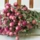 DRIED FLOWERS BOUQUET bi-colored Lovely Rose pink color Globe Amaranth Dried Flowers Bouquet pink gomphrena flower bunch Prim Wedding floral