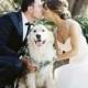 18 Precious Wedding Photo Ideas With Your Dogs