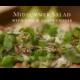Midsummer Salad 