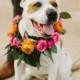 Cute Wedding Dog Idea - Wedding Dog With Floral Collar {RK Weddings & Events} 