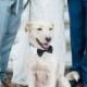 Cute Wedding Dog Idea - Dog In Bowtie  {Hoste Events} 