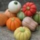 Marzipan Pumpkins (9) - 3D marzipan vegetables - fondant pumpkin cake decorations - fall cake decorations - garden cake decorations