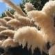 Plumes of pampas grass
