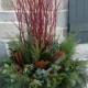 Red Twig Dogwood Twigs / Stems / Branches.  Beautiful Christmas decor and vase filler!  ( 20"36" stems )