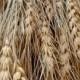 Dried Wheat Bunches (10 bundles) 22"-25" - Perfect For Your Rustic Country Wedding Decorations