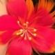 Orange & Red Hibiscus Feather Flower Ear Pick,Orange Hibiscus Feather Flower,Hawaiian Wear,Aloha Wear,Tropical Hibiscus,Exotic Hibiscus