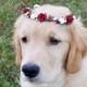Pet flower crown. Fur baby flower crown. Dog floral wreath. Red floral crown.  Pet photo prop crown. White floral crown