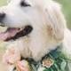 So Naturally Any Wedding That Has A Gorgeous Pup In It Captures My Heart And This Beautiful Mountain Wedding By MONTANA WEDDING PHO… 