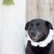 Black Lab   Wedding Pet Attire - Include Your Pets In Your Wedding {Emotive Photo} 