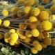 Craspedia flowers, dried billy buttons, dried yellow ball, dried flower arrangement, wedding bouquet, craspedia flowers