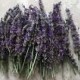 Organic Natural Air Dried California USA Lavender