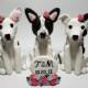 3 Dog Custom Cake Topper with Sign and Flowers
