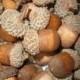 Wooden Acorns (100) - Great For Country Rustic Wedding Decorations