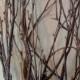 Birch Tree Branches (50) - Tall birch branches/bulk birch branches/wholesale birch branches/birch branches/branch centerpiece/rustic wedding