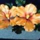 Gum Paste Hawaiian Hibiscus Cake Decorations Yellow and Orange Gumpaste