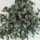 Fresh Silver Dollar Eucalyptus Bunch- 5-7 stem (free shipping) - DIY Wedding  