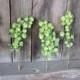3 Dried Hops Flowers Stems, Hops Flowers with stems, Dried Hops Bouquet, Bridal bouquet Hops, Green Hops Flowers with stems, Beer Hop Stems