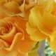 6 Wild Roses,  Choose Your Colors! Centerpiece, Wedding, Paper Flower Bouquet