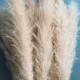 3 Stems Pampas Grass- TOP QUALITY- Extra Fluffy 45 inches tall