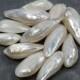 Minnow (Pearled) Seashell (Sets)  (2 Shells)