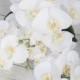 Wedding Bouquet White Orchid Cascade - Phalaenopsis Elegant Orchid Teardrop Natural Touch Silk Flower Bride Bouquet - SALE!