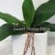 JennysFlowerShop Gel Coated Phanaenopsis Orchid Artificial Greenery Leaf with Realistic Roots