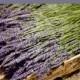 250 French Lavender Stems Dried Flowers for Sustainable Wedding Decor, Centerpieces, Table Arrangements, Bulk and DIY