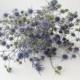 Dry bouquet of thistle blue, thistles, dried flowers, wedding decor, phytomaterial, vase filler, acoustics