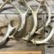 Small Deer Antler - 3 Point Shed - Whitetail Deer - 1 Antler - Stock No. SMWT3