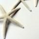 White Starfish 3"-4"  Single  shell, sea shell, seashell, seaurchin, sale, wholesale, bulk, wedding favors, terrarium