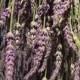 SALE 2020 Lavender 7oz Dried bunches 500 Stems 10-16" per box 2018 Fragrant bouquets, crafts weddings Grosso English bundle best seller