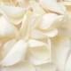 Freeze Real Rose Petal, Natural Ivory REAL Flower petal