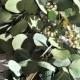 Silver Dollar Eucalyptus Stems in Bundles of 10, Wedding Flowers, Wedding and Event Greenery,Fresh Eucalyptus,DIY Wedding Decor, Floral Stem