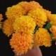 Day of the Dead 12 Orange and Yellow Marigolds, Dia de Los Muertos, Mexican Flowers, Crepe Paper Flowers, Wedding Fiesta, Cinco de Mayo