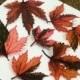 Edible Hibiscus Leaf