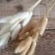 White/Natural Lagurus (Lambs tail) Dried Fower Bunch - MINI