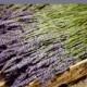250 French Lavender Stems Bunches Dried Flowers Wedding Decor Centerpiece Table Arrangements Bulk DIY Included Priority Shipping