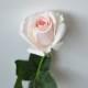 Blush Roses, Real Touch Medium Roses, DIY Wedding Flowers, Silk Bridal Bouquets, Wedding Centerpieces