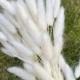 White Dried Hare's tail grass Bunny Tail, Flower Arrangements Dried flower arrangement. Dried lagurus bunch. Dried flower bouquet.