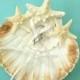 Beach Wedding Ring Bearer with Scallop Shells and Starfish