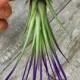 Jellyfish Air Plant Hanger single with purple tricolor and a Sea urchin; beach wedding shell hanging airplant succulent wholesale