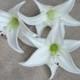White Tiger Lily Head Blooms Real Touch Flowers DIY Wedding Cake Toppers