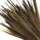 10 Pcs ENGLISH RINGNECK Natural Pheasant Feathers 8-10" (Great for Craft Hat Costume Halloween Design)