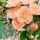 Peach Wedding Details