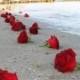 الورود الحمراء على الشاطئ