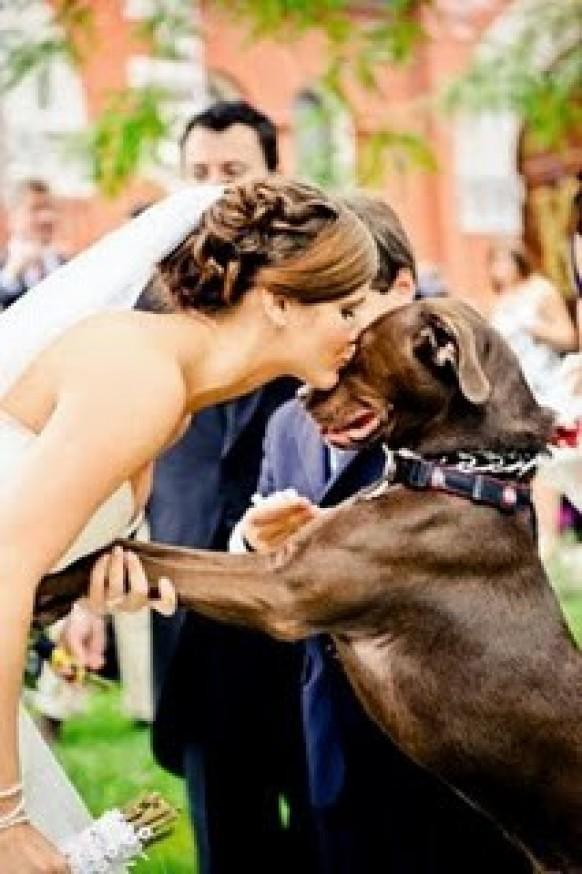 wedding photo - Домашние животные в свадебных